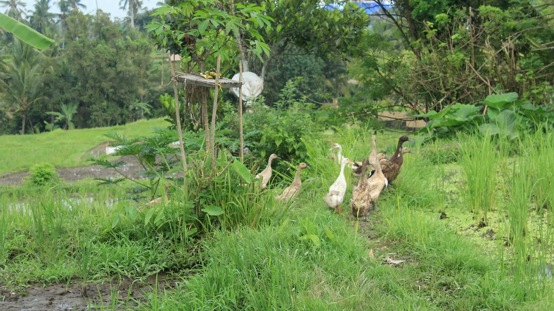 Pondok Permata Homestay Ubud  0*, Ubud (Bali)
